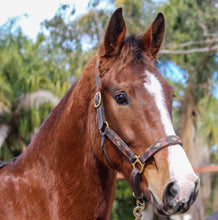 Load image into Gallery viewer, BELLHAVEN CASSINTA&#39;S BOY
