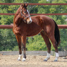 Load image into Gallery viewer, BELLHAVEN CASSINTA&#39;S BOY
