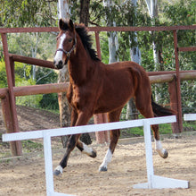 Load image into Gallery viewer, BELLHAVEN CASSINTA&#39;S BOY
