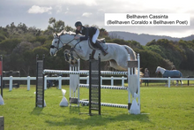 Load image into Gallery viewer, BELLHAVEN CASSINTA&#39;S BOY
